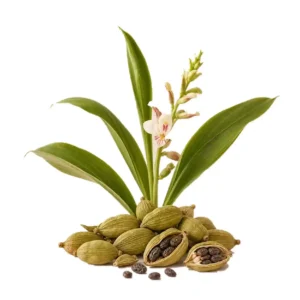 Note olfactive Cardamome