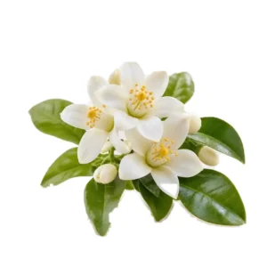 Note olfactive Fleur d’oranger
